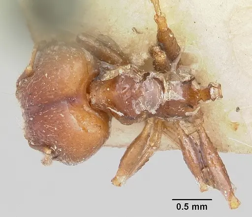 Pheidole spinosa specimen CASENT0101332 image casent0101332_1