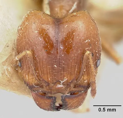Pheidole spinosa specimen CASENT0101332 image casent0101332_2