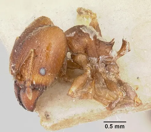 Pheidole spinosa specimen CASENT0101332 image casent0101332_3