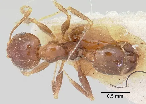 Pheidole spinosa specimen CASENT0101333 image casent0101333_1