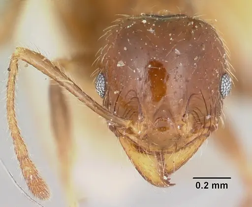 Pheidole spinosa specimen CASENT0101333 image casent0101333_2