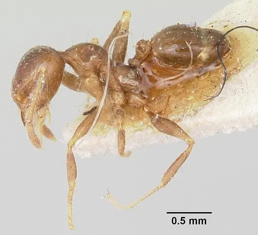 Pheidole spinosa specimen CASENT0101333 image casent0101333_3