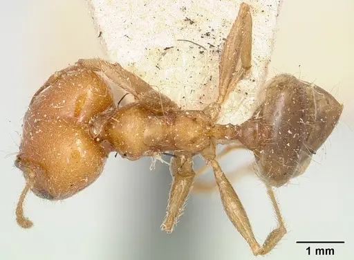 Pheidole spinosa specimen CASENT0101554 image casent0101554_1