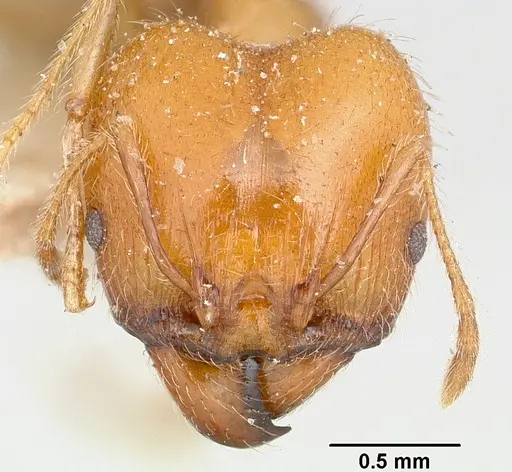 Pheidole spinosa specimen CASENT0101554 image casent0101554_2