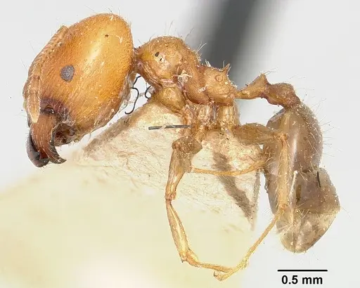 Pheidole spinosa specimen CASENT0101554 image casent0101554_3