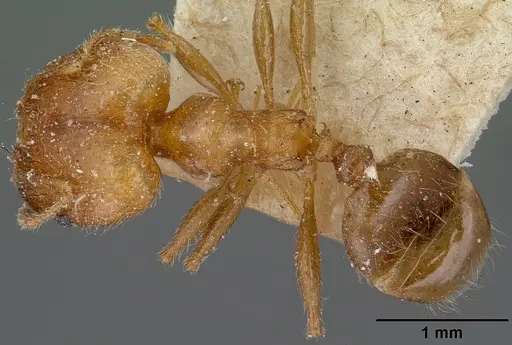 Pheidole spinosa specimen CASENT0101560 image casent0101560_1
