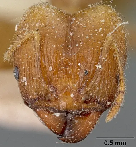 Pheidole spinosa specimen CASENT0101560 image casent0101560_2