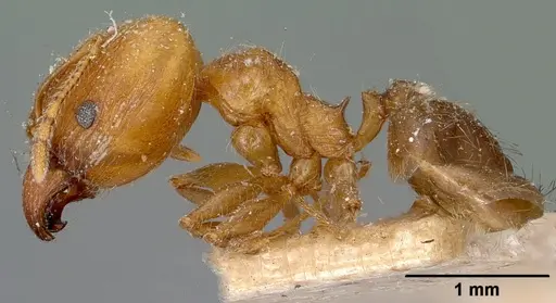 Pheidole spinosa specimen CASENT0101560 image casent0101560_3
