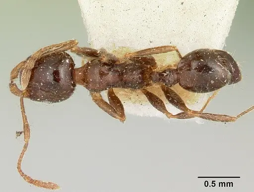 Pheidole spinosa specimen CASENT0101570 image casent0101570_1