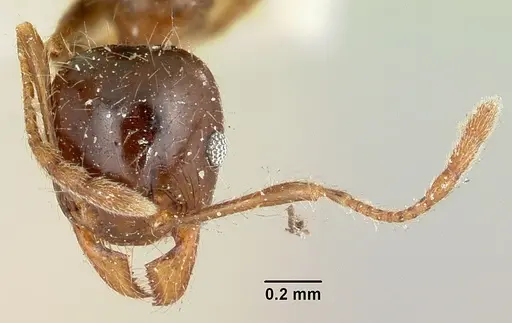 Pheidole spinosa specimen CASENT0101570 image casent0101570_2