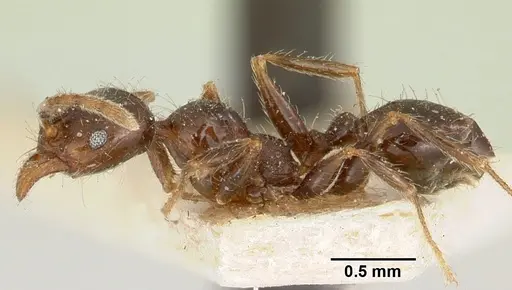 Pheidole spinosa specimen CASENT0101570 image casent0101570_3
