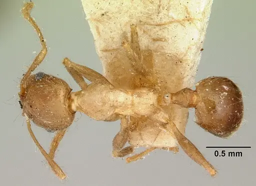 Pheidole spinosa specimen CASENT0101580 image casent0101580_1