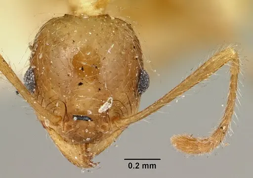 Pheidole spinosa specimen CASENT0101580 image casent0101580_2