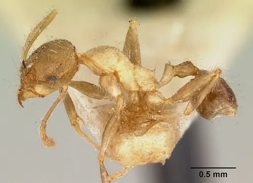 Pheidole spinosa specimen CASENT0101580 image casent0101580_3