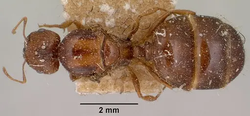 Pheidole spinosa specimen CASENT0101637 image casent0101637_1