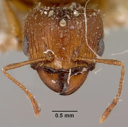 Pheidole spinosa specimen CASENT0101637 image casent0101637_2