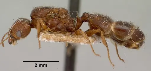 Pheidole spinosa specimen CASENT0101637 image casent0101637_3