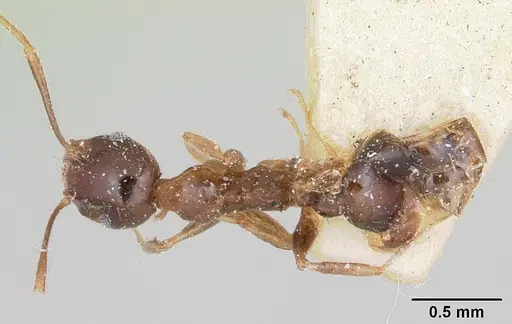Pheidole spinosa specimen CASENT0101755 image casent0101755_1