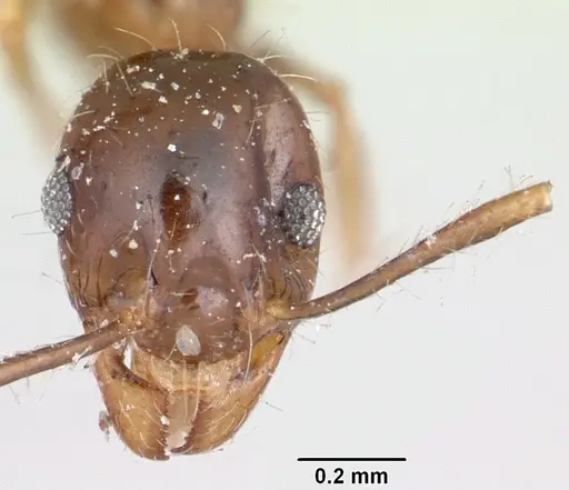 Pheidole spinosa specimen CASENT0101755 image casent0101755_2