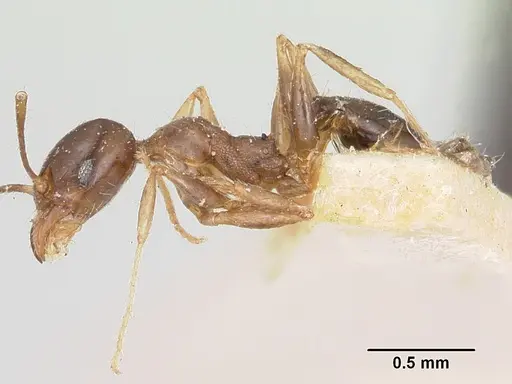 Pheidole spinosa specimen CASENT0101755 image casent0101755_3