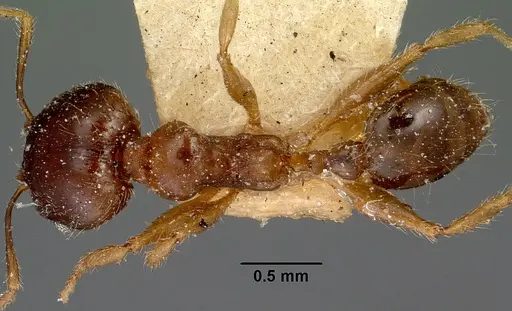 Pheidole spinosa specimen CASENT0101767 image casent0101767_1