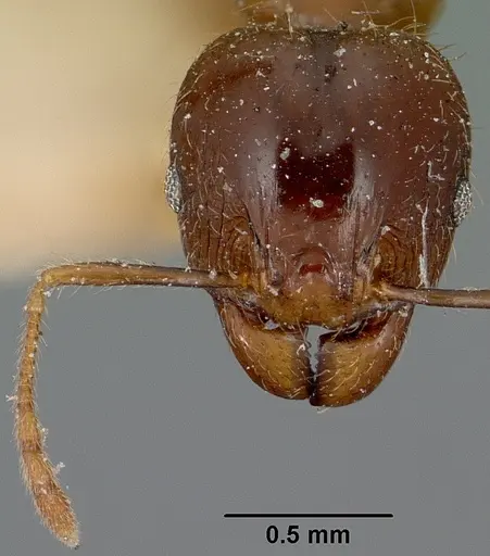 Pheidole spinosa specimen CASENT0101767 image casent0101767_2