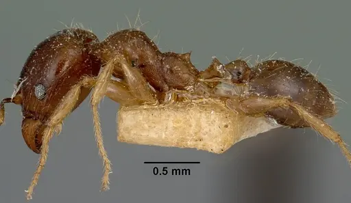 Pheidole spinosa specimen CASENT0101767 image casent0101767_3