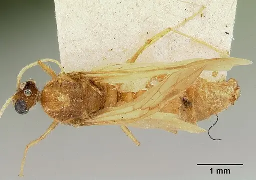 Pheidole spinosa specimen CASENT0101799 image casent0101799_1