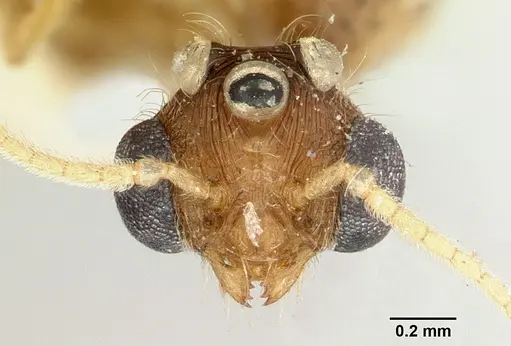 Pheidole spinosa specimen CASENT0101799 image casent0101799_2
