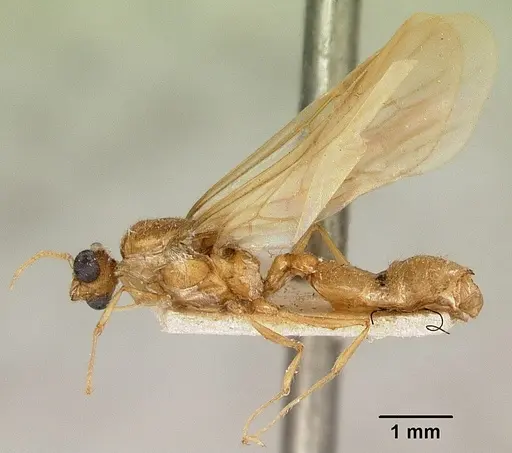 Pheidole spinosa specimen CASENT0101799 image casent0101799_4