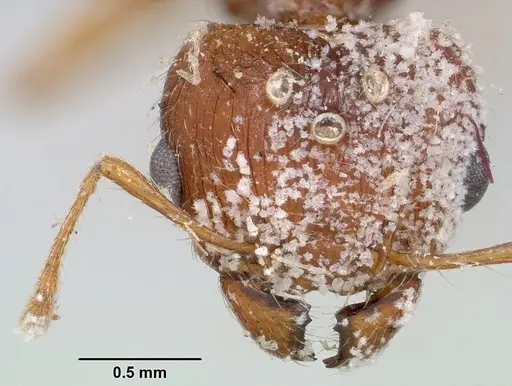 Pheidole spinosa specimen CASENT0101820 image casent0101820_2