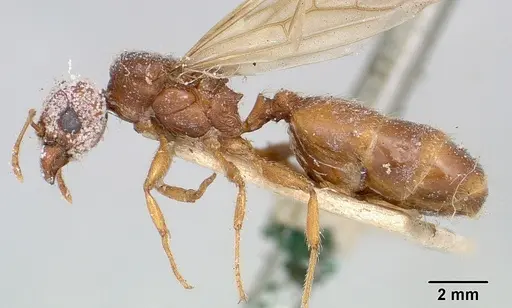 Pheidole spinosa specimen CASENT0101820 image casent0101820_3