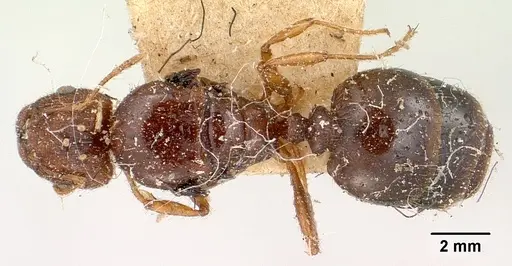 Pheidole spinosa specimen CASENT0101846 image casent0101846_1