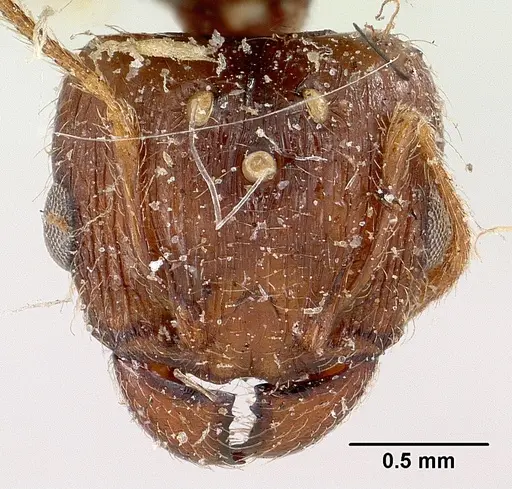 Pheidole spinosa specimen CASENT0101846 image casent0101846_2