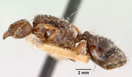 Pheidole spinosa specimen CASENT0101846 image casent0101846_3