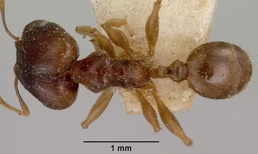 Pheidole spinosa specimen CASENT0101971 image casent0101971_1