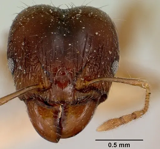 Pheidole spinosa specimen CASENT0101971 image casent0101971_2