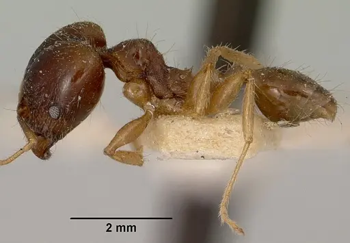 Pheidole spinosa specimen CASENT0101971 image casent0101971_3