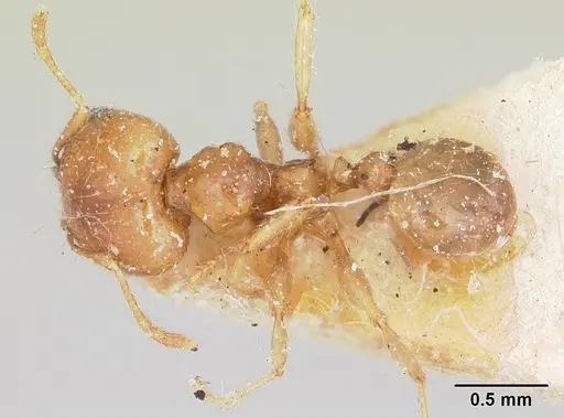 Pheidole spinosa specimen CASENT0103296 image casent0103296_1