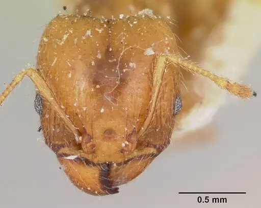 Pheidole spinosa specimen CASENT0103296 image casent0103296_2