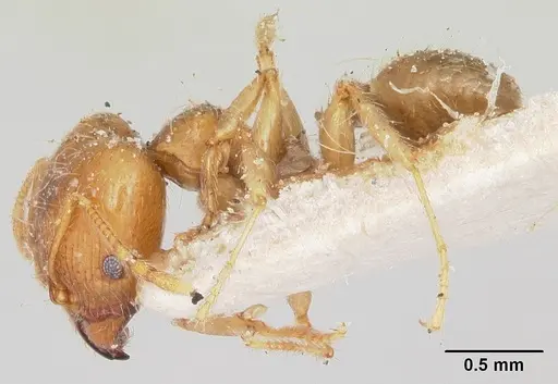 Pheidole spinosa specimen CASENT0103296 image casent0103296_3