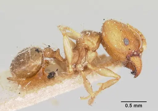 Pheidole spinosa specimen CASENT0103296 image casent0103296_4
