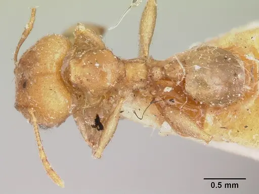 Pheidole spinosa specimen CASENT0103297 image casent0103297_1