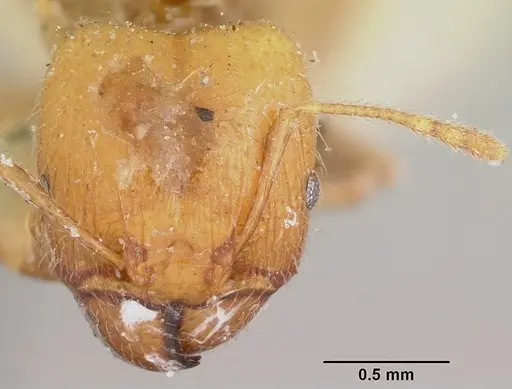 Pheidole spinosa specimen CASENT0103297 image casent0103297_2