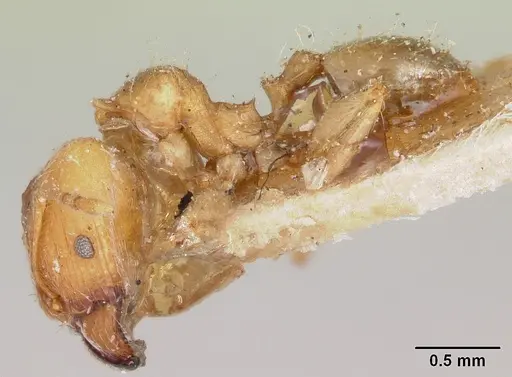 Pheidole spinosa specimen CASENT0103297 image casent0103297_3