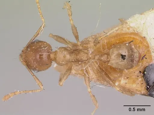 Pheidole spinosa specimen CASENT0103307 image casent0103307_1
