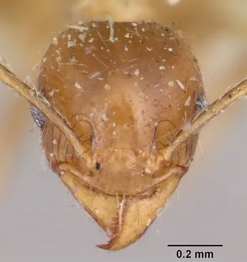 Pheidole spinosa specimen CASENT0103307 image casent0103307_2