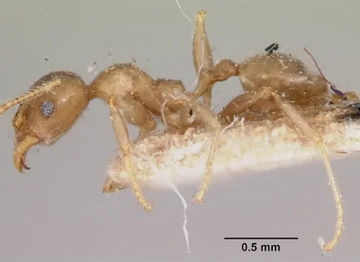 Pheidole spinosa specimen CASENT0103307 image casent0103307_3