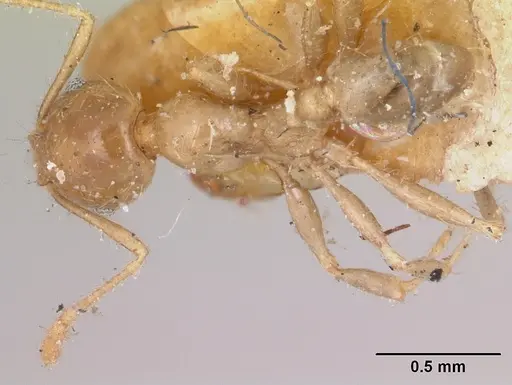 Pheidole spinosa specimen CASENT0103308 image casent0103308_1