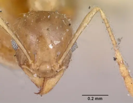 Pheidole spinosa specimen CASENT0103308 image casent0103308_2